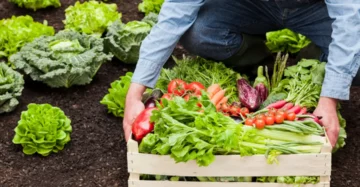 What Really Drives the Demand for Organic Food?